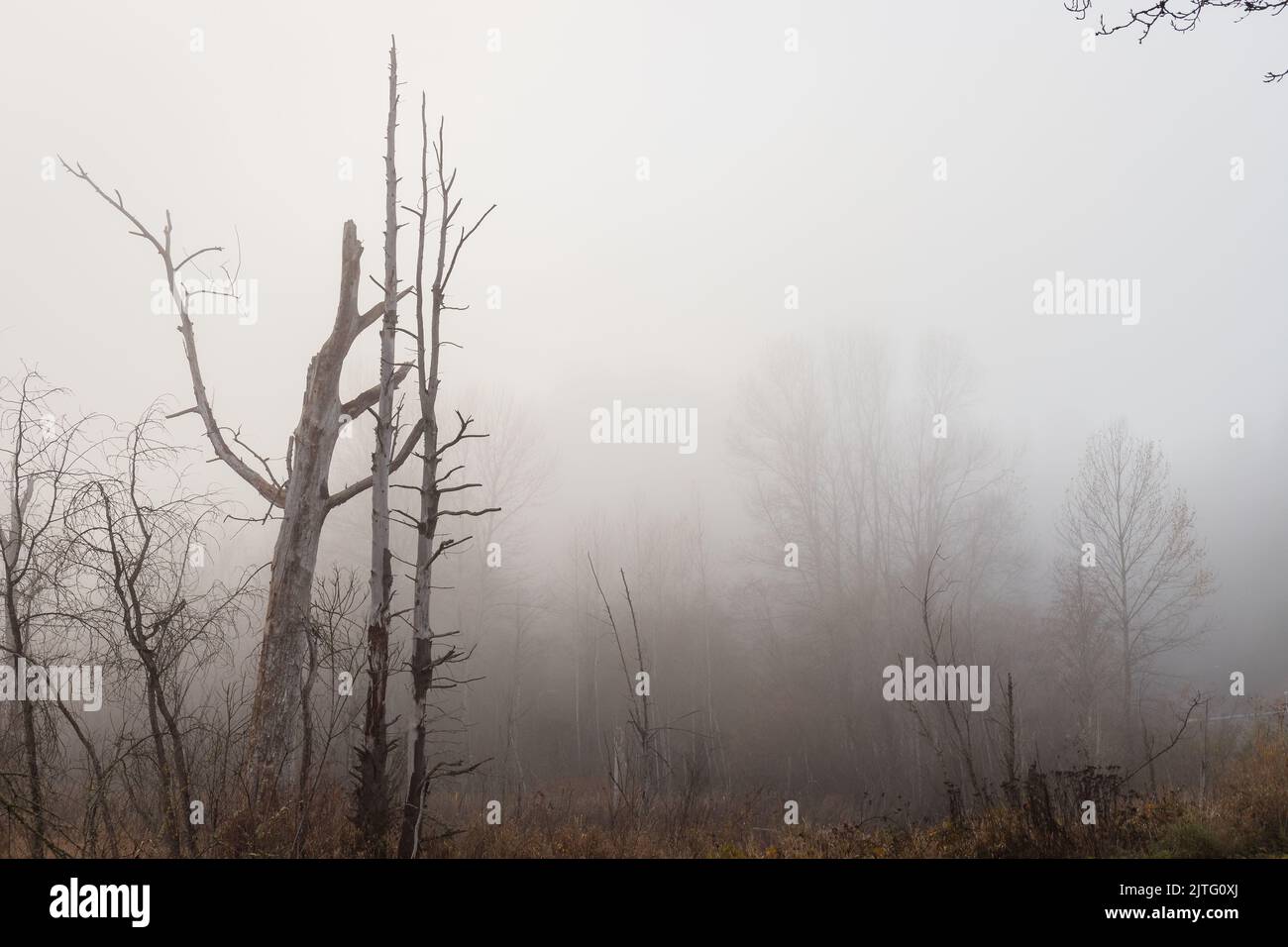 Baumsilhouetten im Environmental Park Wetland in Fog in Autum Stockfoto