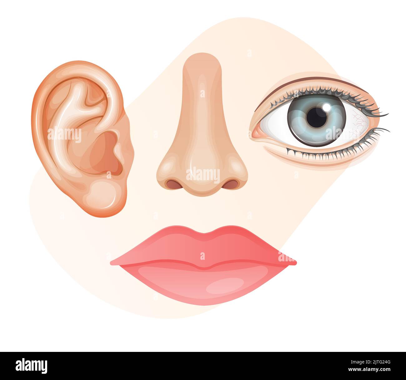 Menschliche Gesichtsteile - Lippen, Ohren, Nase, Augen - Stockillustration als EPS 10 Datei Stock Vektor