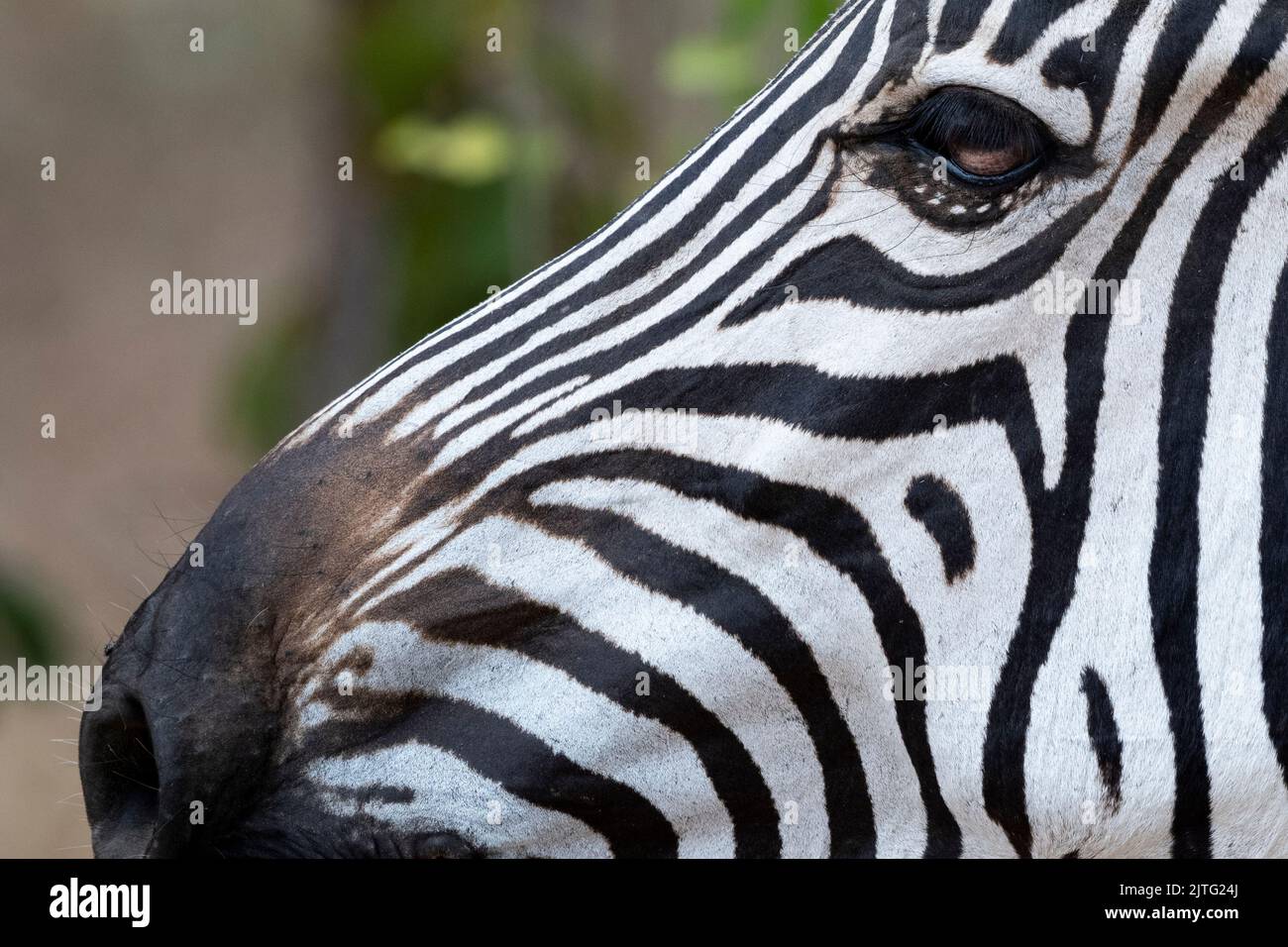 Sambia, South Luangwa National Park. Crawshays Zebra, Gesichtsdetails (WILD: Equus quagga crawshayi) Stockfoto