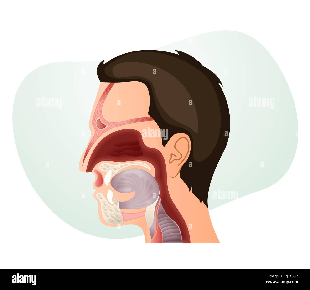 Nasenhöhle und Anatomie des menschlichen Gesichts - Stockillustration als EPS 10 Datei Stock Vektor