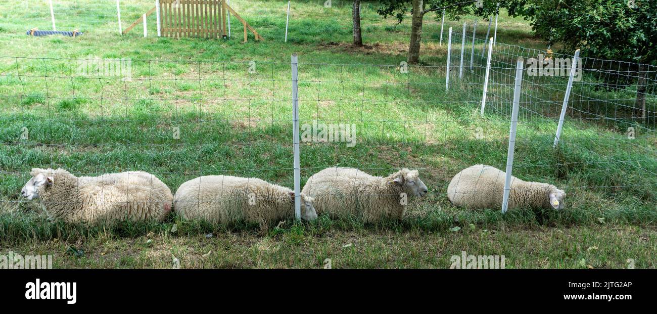 Vier Schafe schlafen friedlich auf einem Feld. Sie sind umgeben von Gras und anderen Laubpflanzen und scheinen sich in einem Zustand der Ruhe oder Entspannung zu befinden. Stockfoto