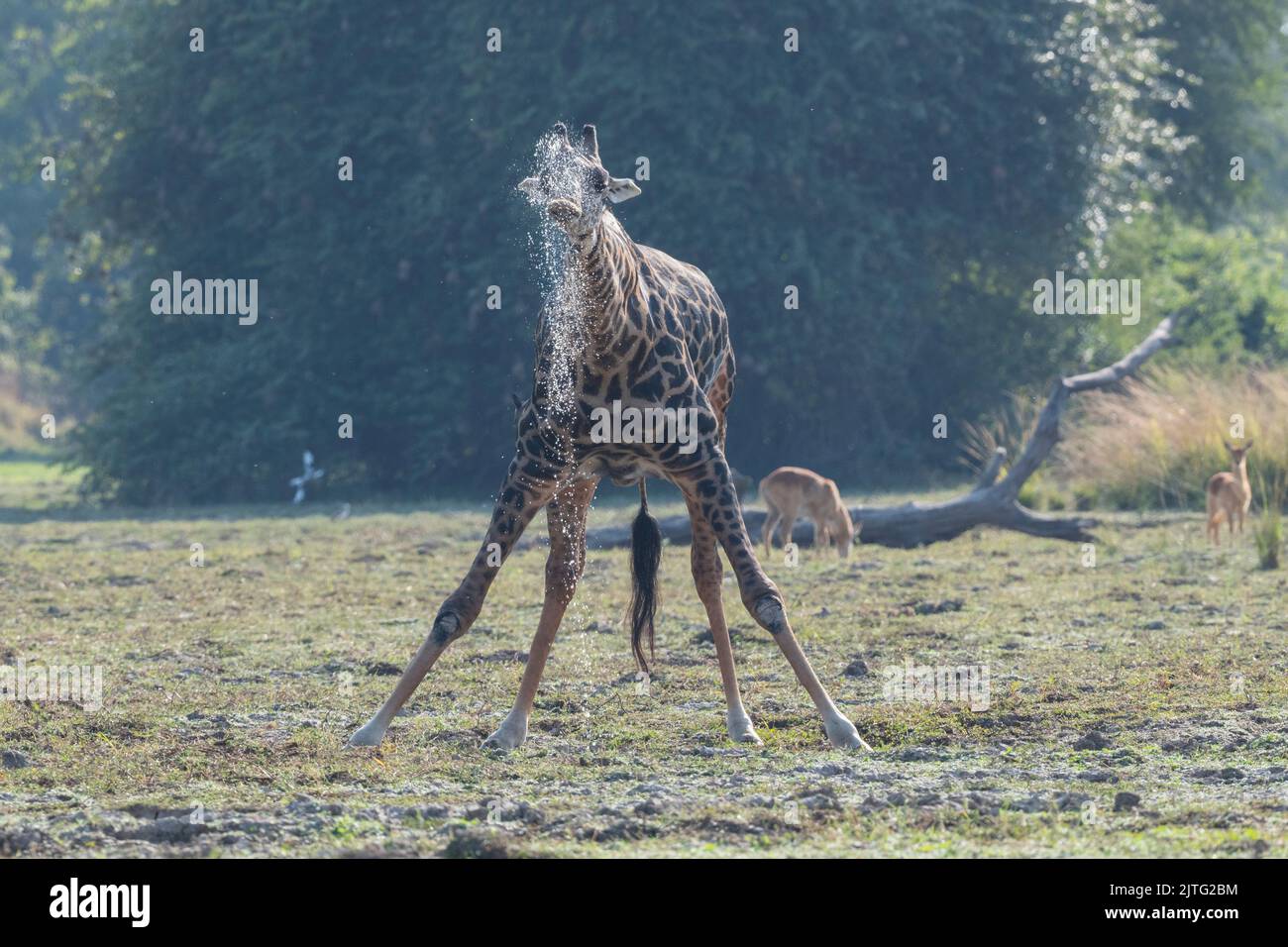 Sambia, South Luangwa National Park. Thornicrofts Giraffe trinkt (WILD: Giraffa camelopardalis thornicrofti) endemisch in Luangwa. Gefährdete Arten Stockfoto