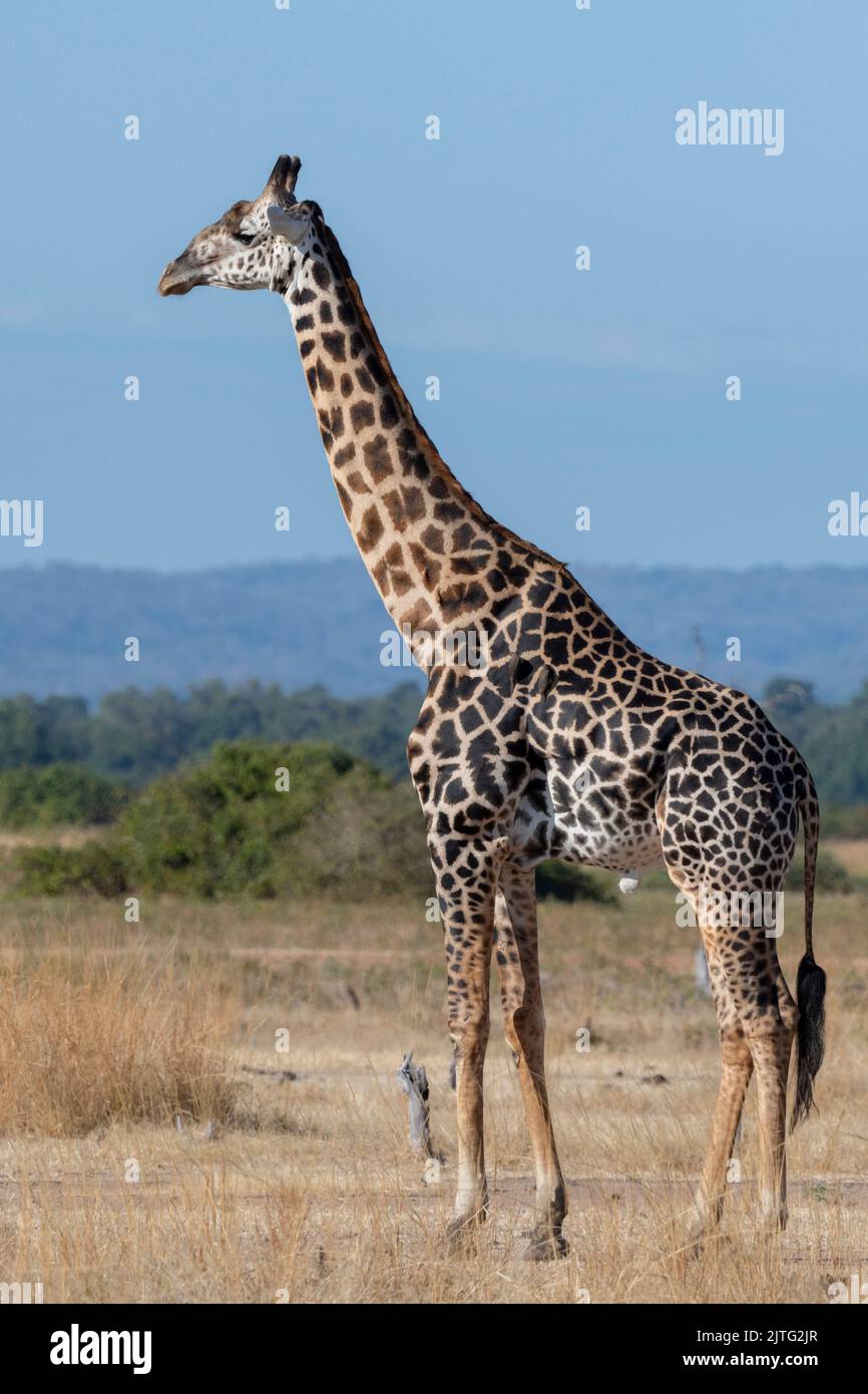 Sambia, South Luangwa National Park. Thornicrofts Giraffe (WILD: Giraffa camelopardalis thornicrofti), endemisch in Luangwa. Gefährdete Arten. Stockfoto