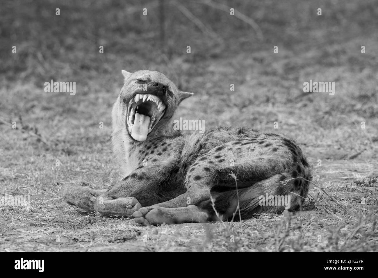 Sambia, South Luangwa National Park. Gepunktete Hyäne mit beeindruckenden Zähnen (WILD: Crocuta crocuta) Stockfoto