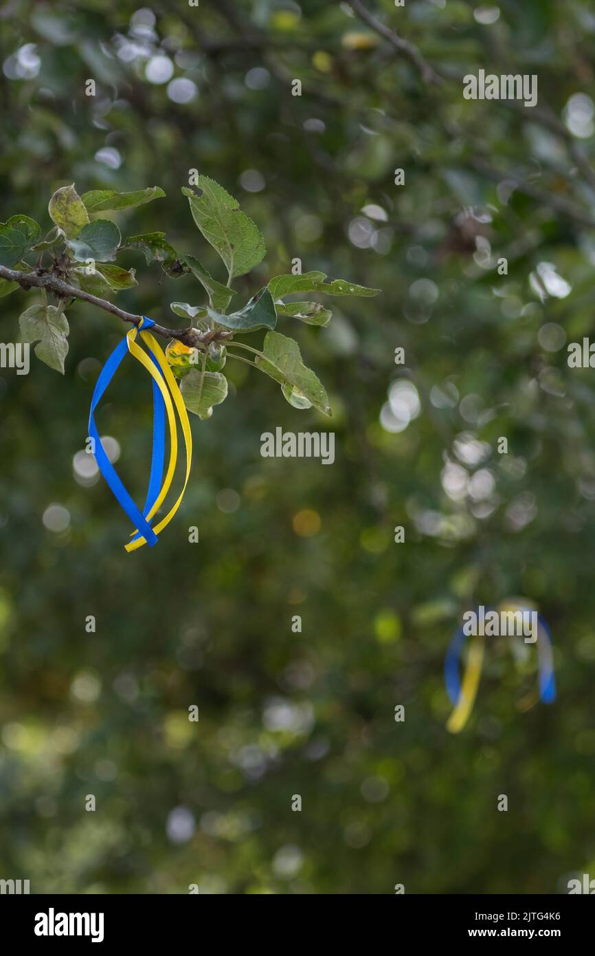 Blau-gelbes Band auf einem Baum als Zeichen der Unterstützung für die Ukraine. Ukrainische Flagge. Blaue und gelbe Farben. Nationalstolz. Band auf einem Baum. Stockfoto