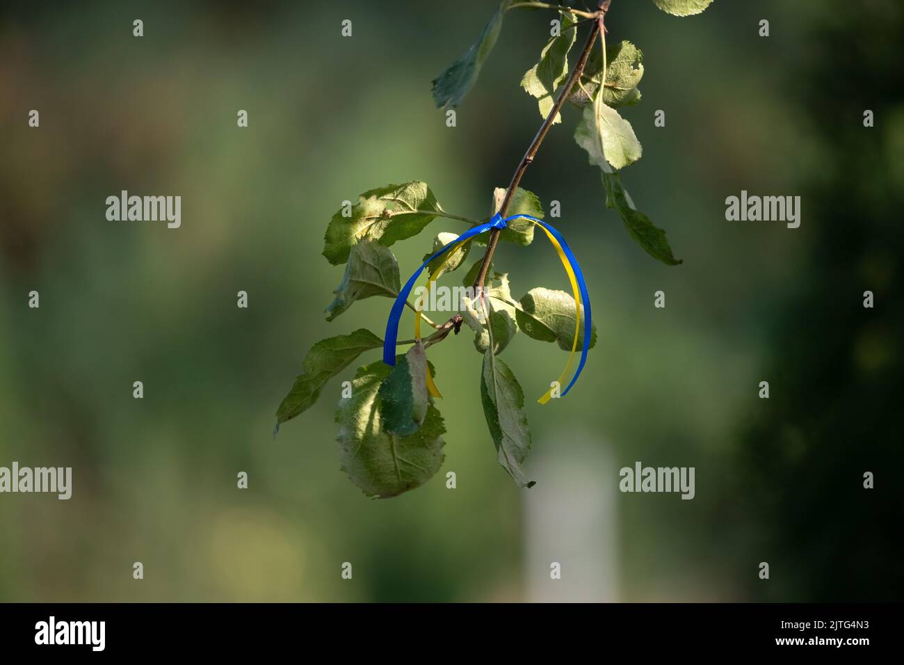 Blau-gelbes Band auf einem Baum als Zeichen der Unterstützung für die Ukraine. Ukrainische Flagge. Blaue und gelbe Farben. Nationalstolz. Band auf einem Baum. Stockfoto