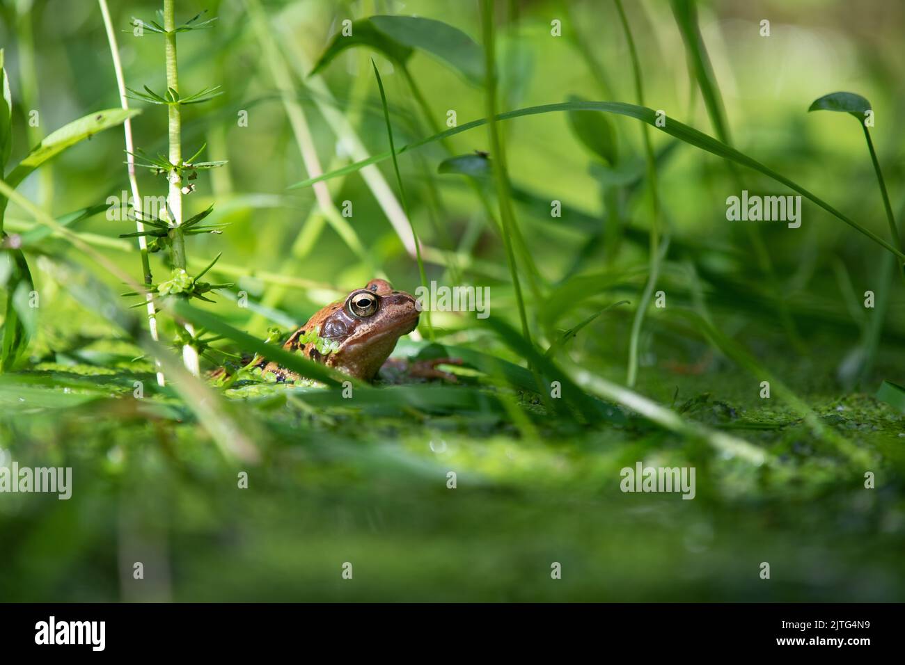 Gewöhnlicher Frosch (Rana temporaria), der sich in Teichpflanzen im britischen Wildtiergartenteich versteckt Stockfoto