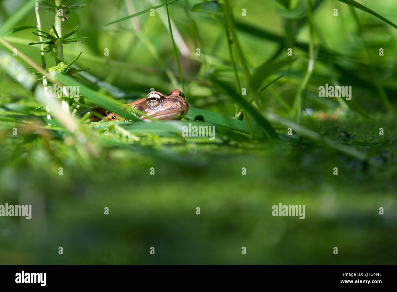 Gewöhnlicher Frosch (Rana temporaria), der sich in Teichpflanzen im britischen Wildtiergartenteich versteckt Stockfoto