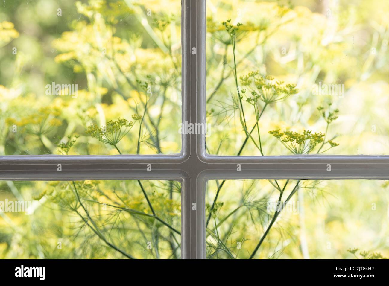 Zierfenchel durch das Hausfenster gesehen - uk Stockfoto
