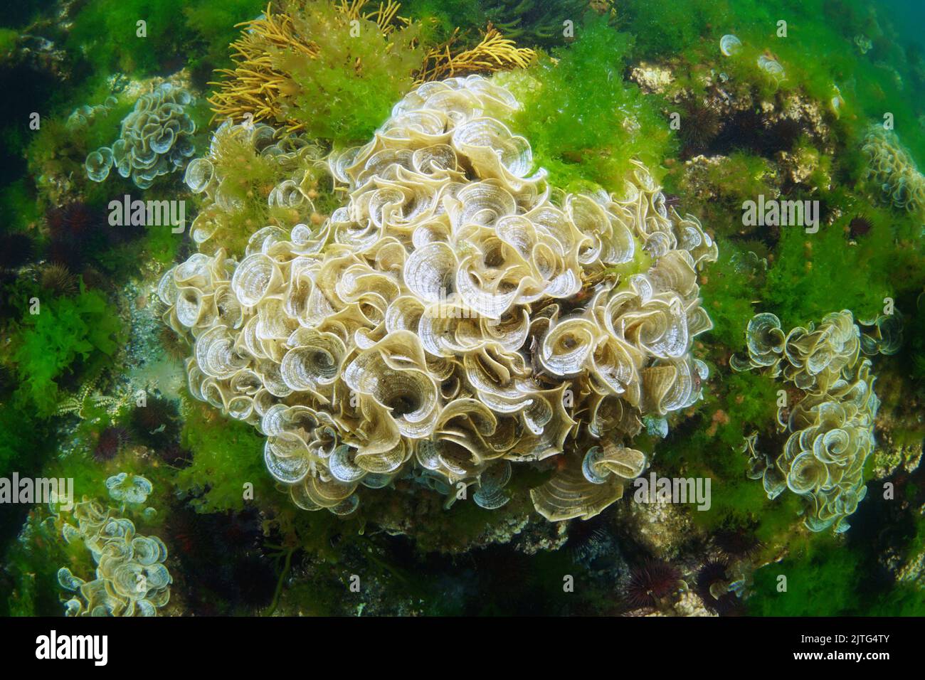 Algen Padina pavonica unter Wasser im Atlantischen Ozean, Spanien, Galizien Stockfoto