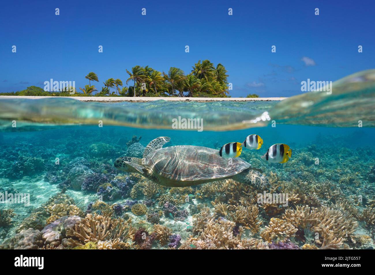 Korallenriff mit Meeresschildkröten und Fischen entlang der tropischen Inselküste im Südpazifik, Split-Level-Ansicht über und unter der Wasseroberfläche Stockfoto