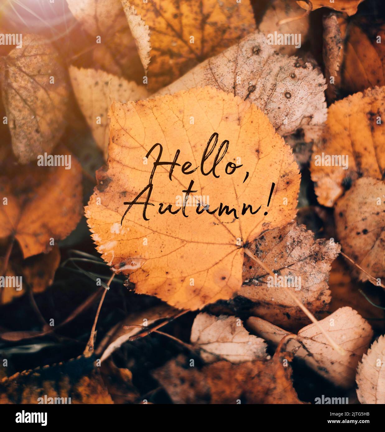 Banner Hallo Herbst . Eine neue Saison. Begrüßungskarte. September, Oktober, November Herbst verlässt die Natur Stockfoto