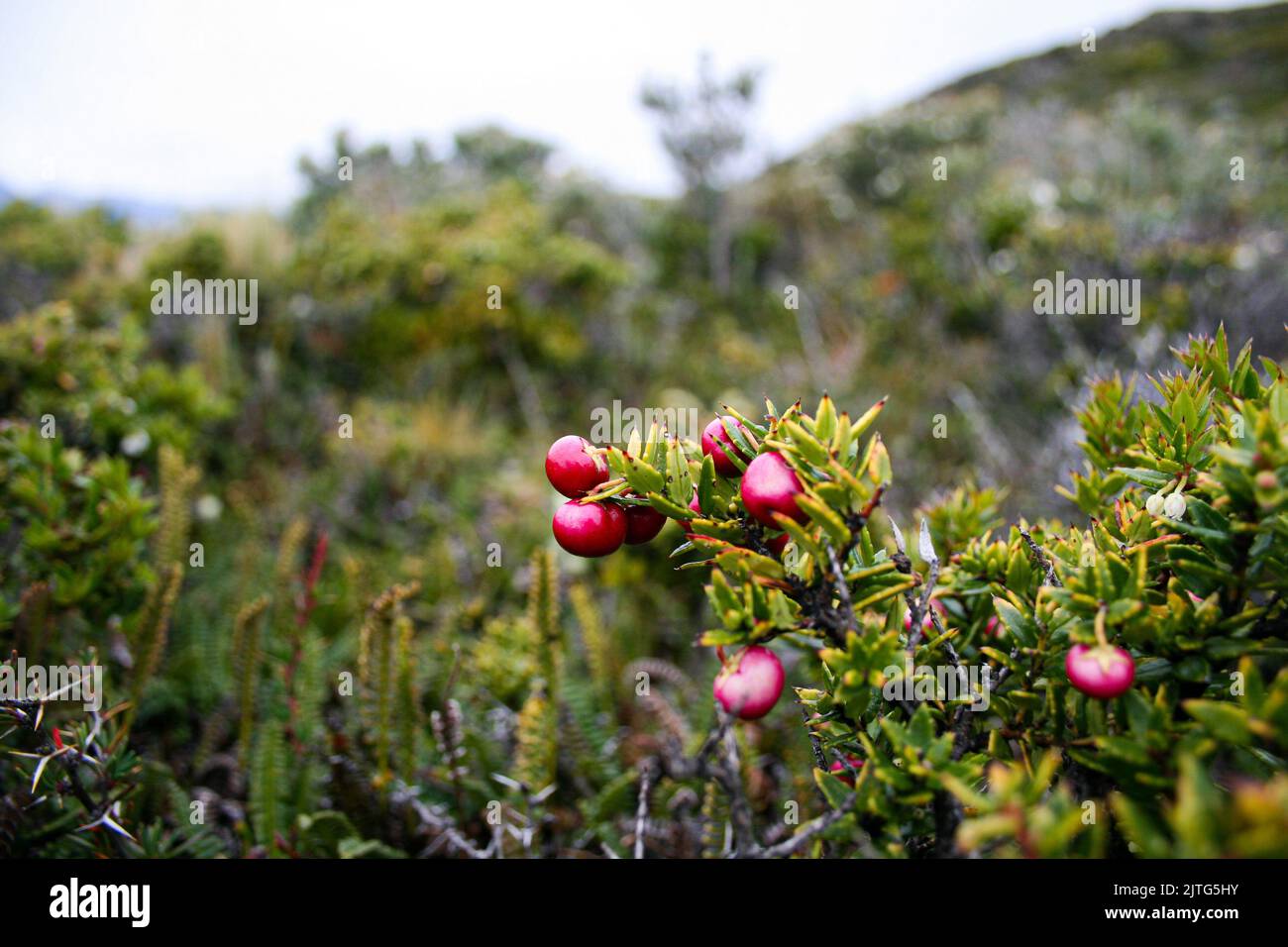 Murtilla wilde Frucht von patagonien in den Brückeninseln Feuerland Stockfoto
