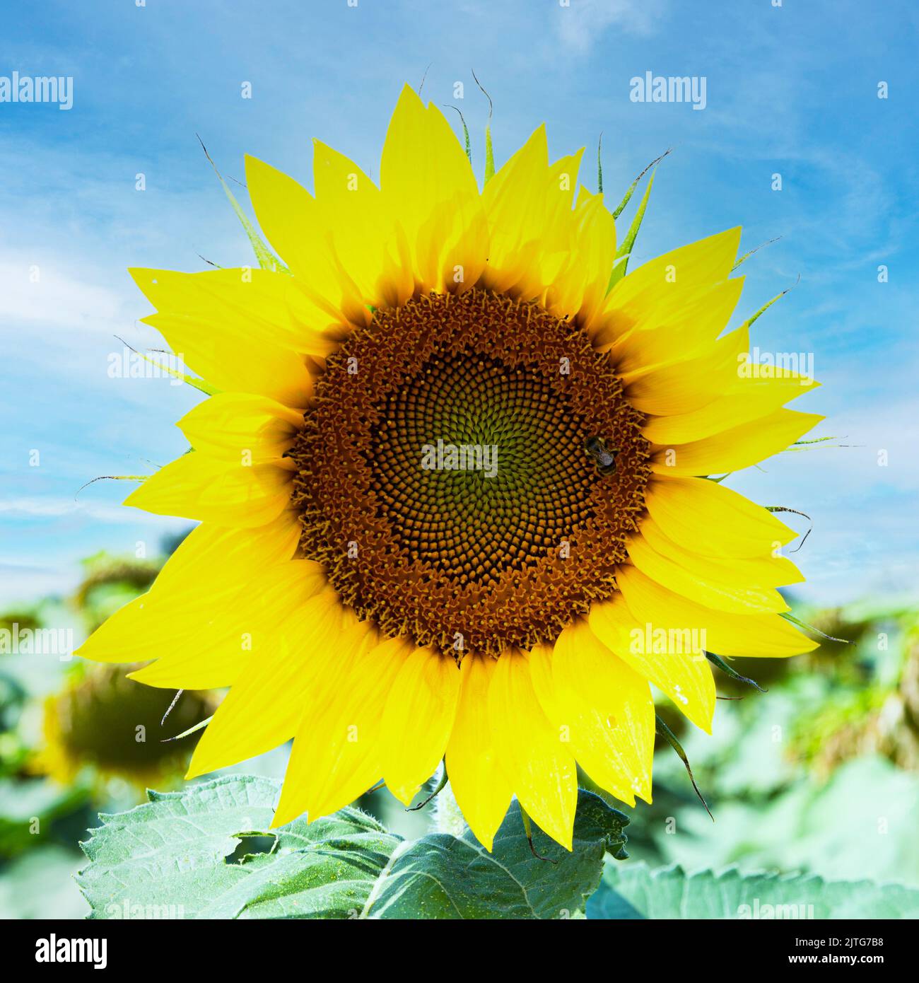 Sonniger Tag und schöne Sonnenblume in der Blüte auf dem Feld. Konzeptuelles Kunstdesign. Stockfoto