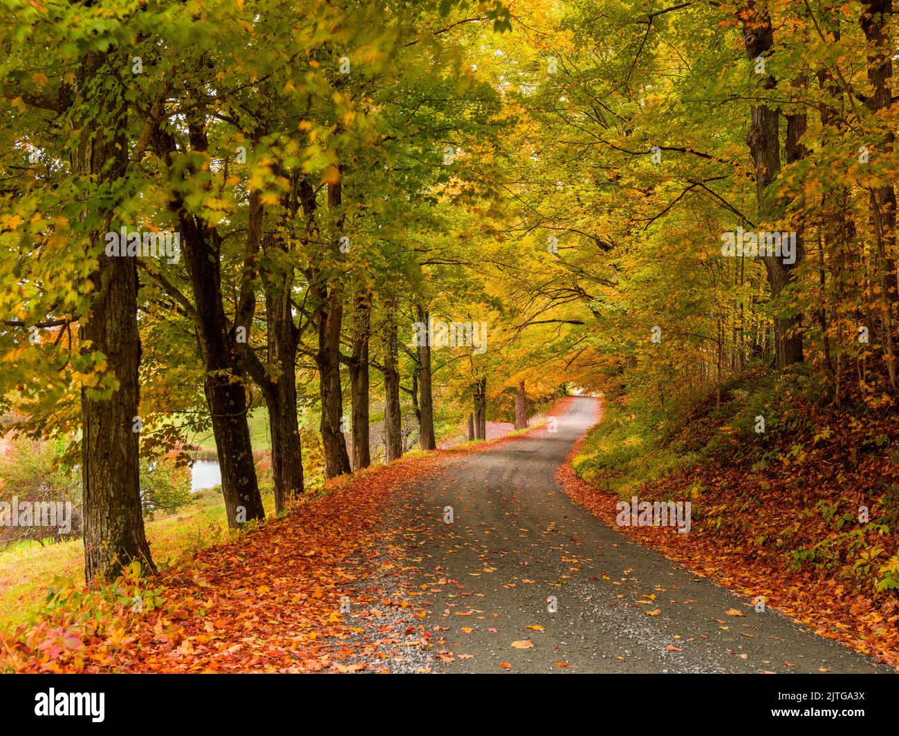 Wald in der Nähe von Woodstock, Vermont, Neuengland, USA Stockfoto