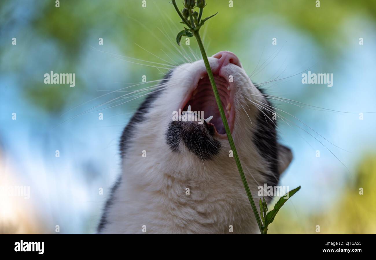 Kopf einer Katze mit weit geöffnetem Mund am Rande des Verzehrs eines Blütenstiels, isoliert auf einem verschwommenen Hintergrund. Stockfoto