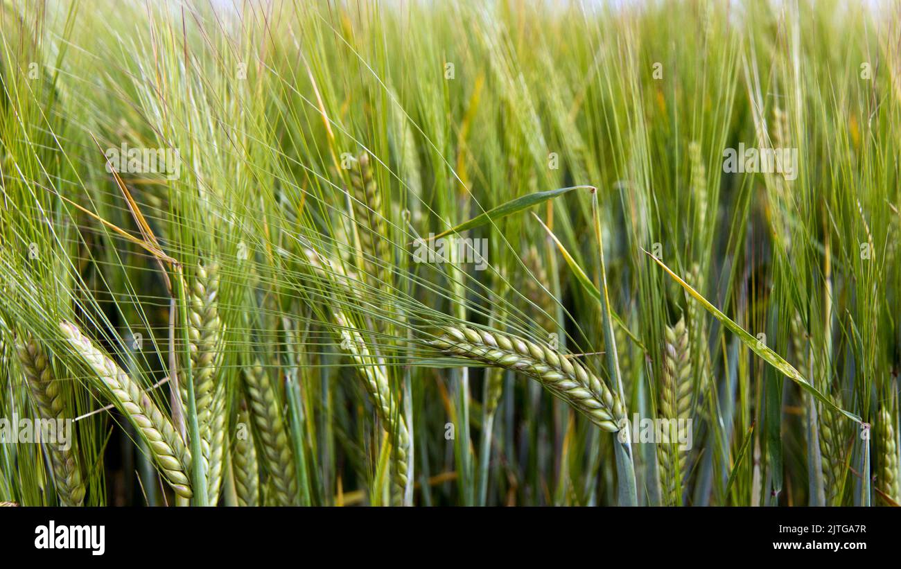 Grüner Weizen berührt und wächst in einem East Hertfordshire Feld, gerade braun und bald bereit für seine Juli-Ernte Stockfoto