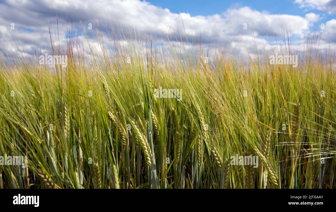 Weizen weht im Wind, wächst in einem East Hertfordshire Feld, bereit für seine Juli Ernte Stockfoto