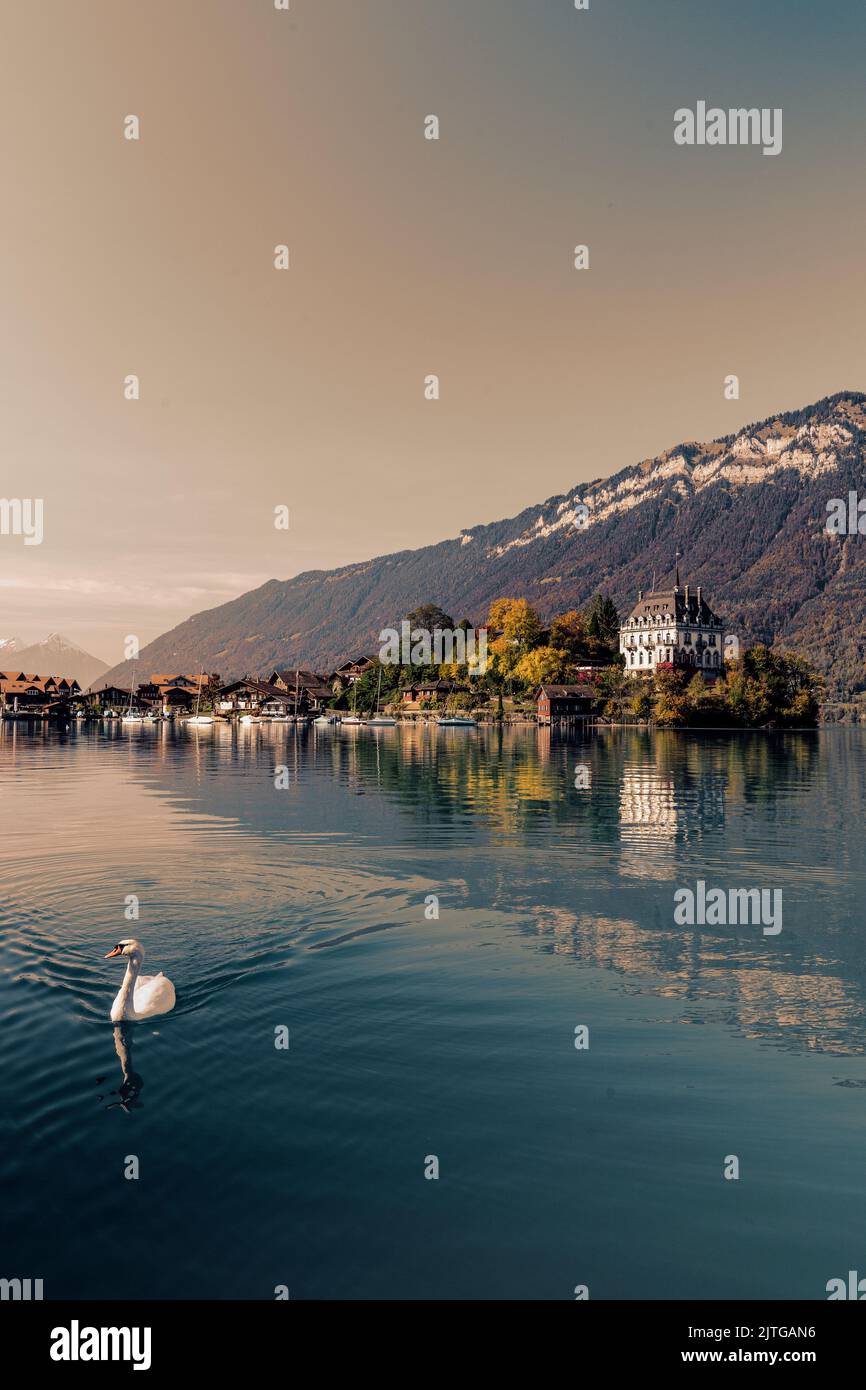 Schwan am malerischen See in der Schweiz Stockfoto