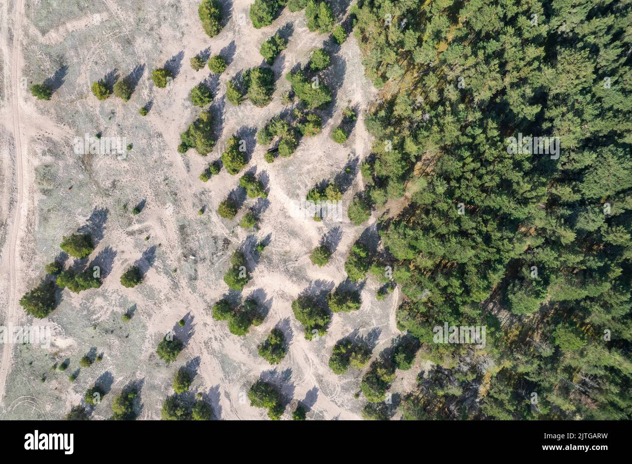 Wald und Strand von oben Stockfoto