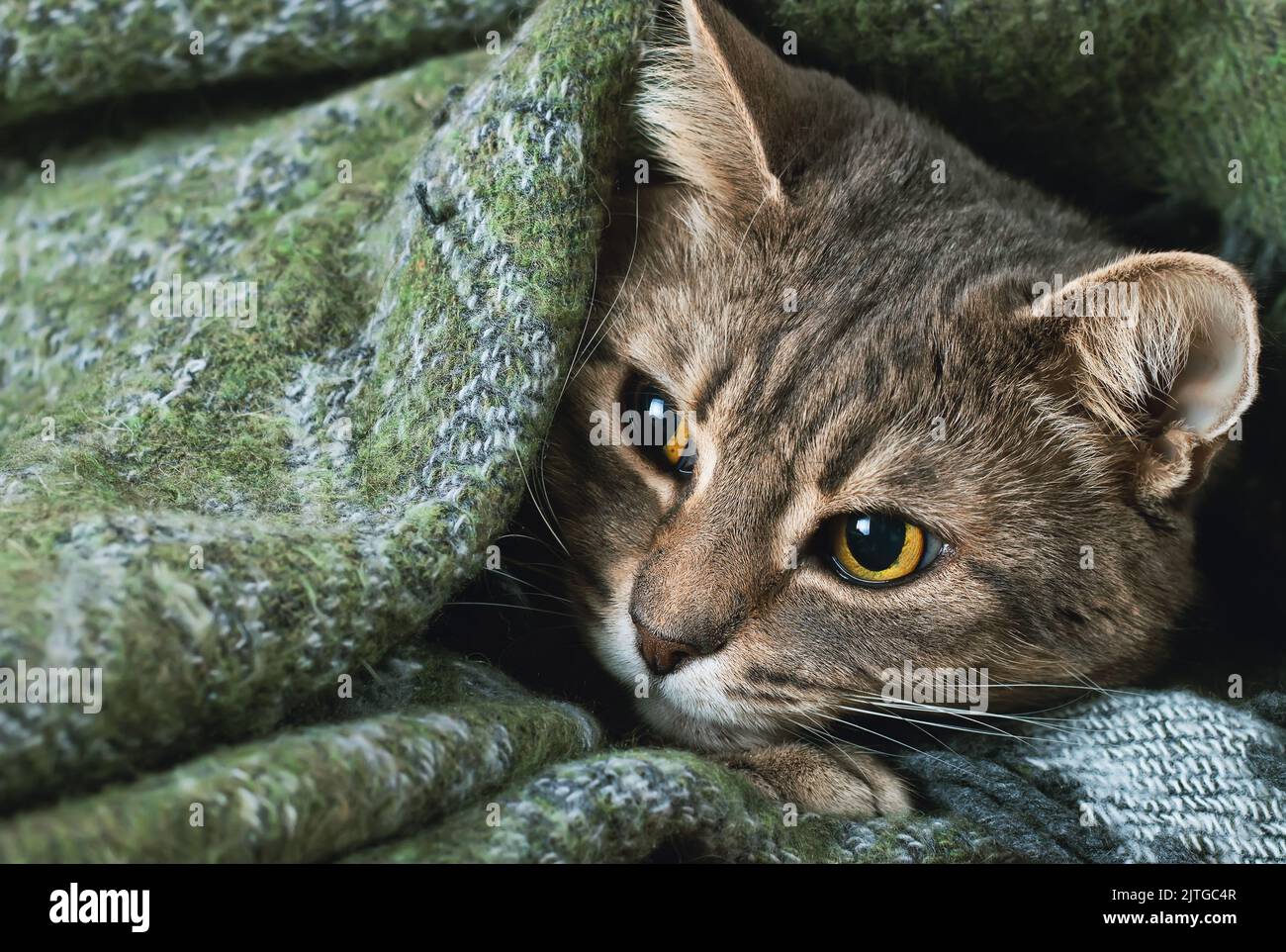 Porträt einer häuslichen, tabby grauen Katze, die unter einer Decke ruht Stockfoto
