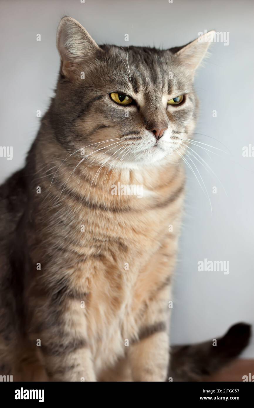 Porträt einer tabby grauen Hauskatze Stockfoto