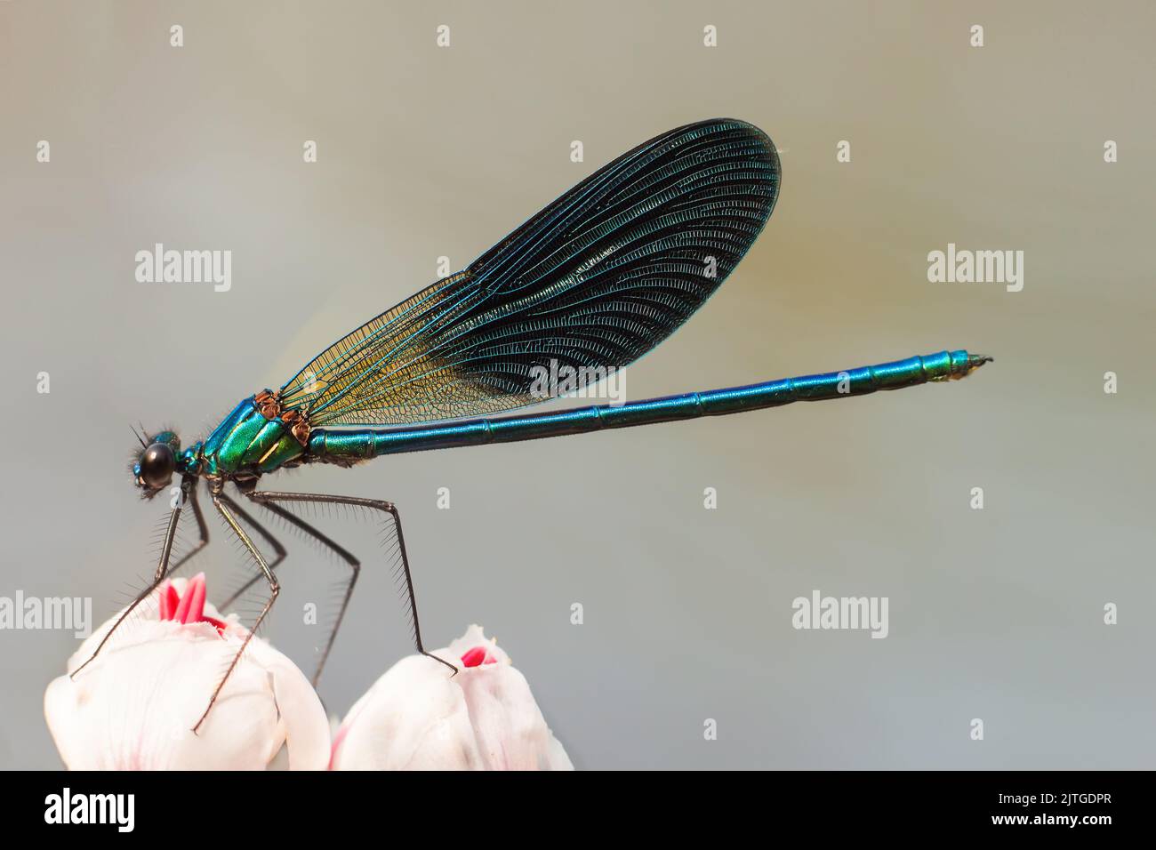 Blau dragongly sitzen auf einer weißen Blume im Sommer Tag. Flache Tiefe des Feldes Stockfoto