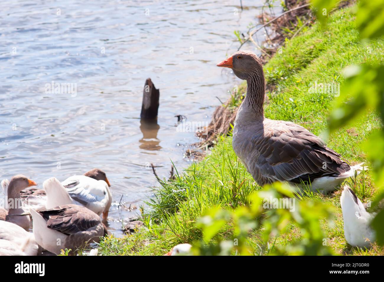 Heimische graue Gans auf einem grünen Gras am Flussufer Stockfoto