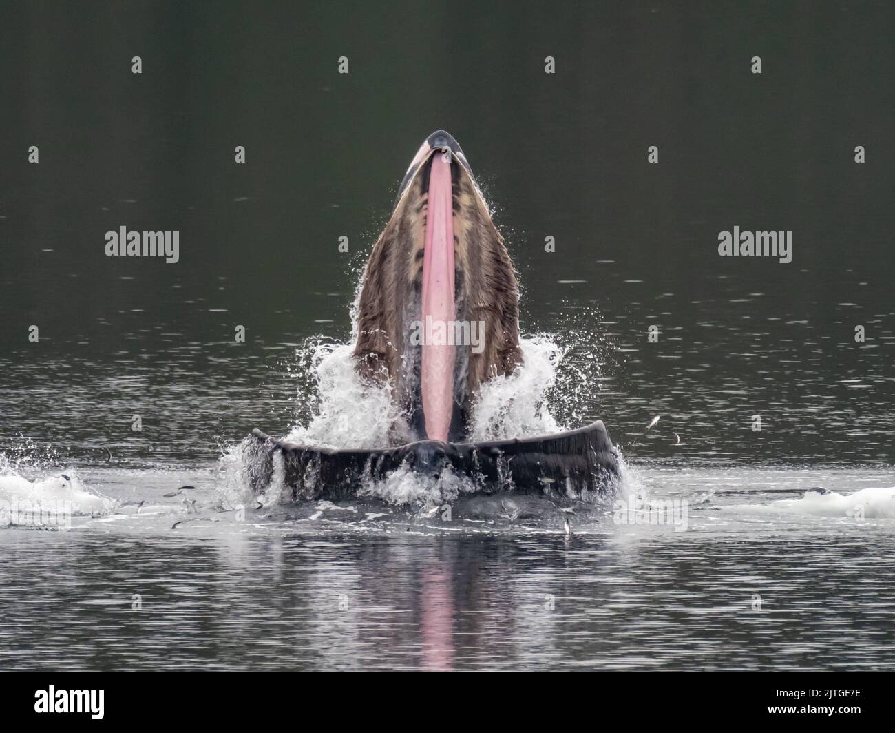 Buckelwal, Megaptera novaeangliae, Beulenet-Fütterung im Südosten Alaskas, USA Stockfoto