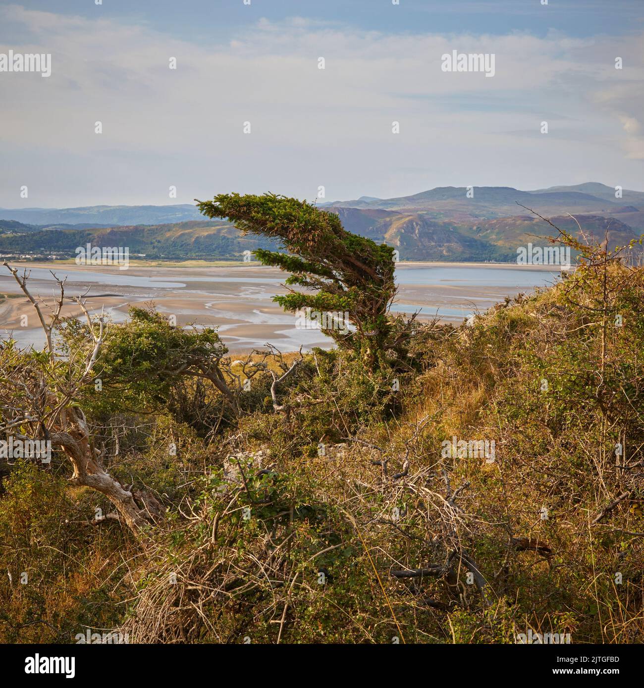 Ein Gewirr von Bäumen auf der Great Orme, Llandudno, Wales Stockfoto