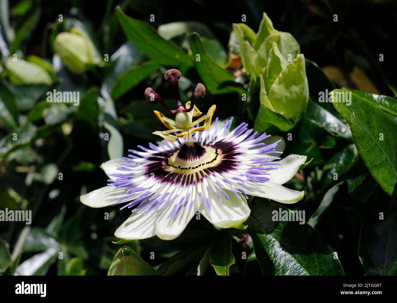 Passionsblume, Passiflora, Sommerblumen, Framlingham, Suffolk, England, Vereinigtes Königreich Stockfoto