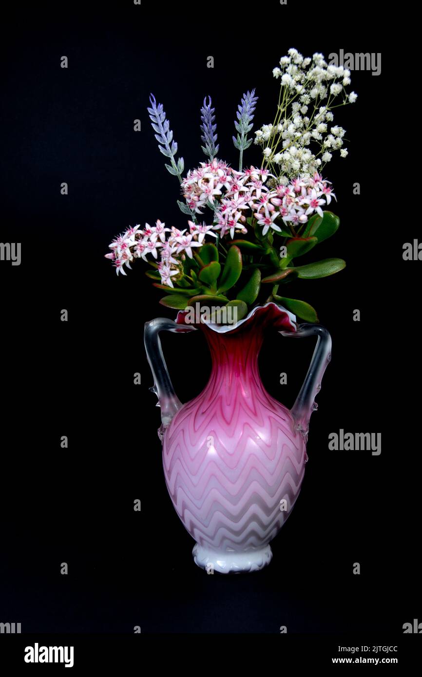 Flieder- und Jadepflanze in einer schönen rosa-weißen Keramikvase isoliert auf schwarzem Hintergrund. Wandkunst und Dekoration Bild. Stockfoto