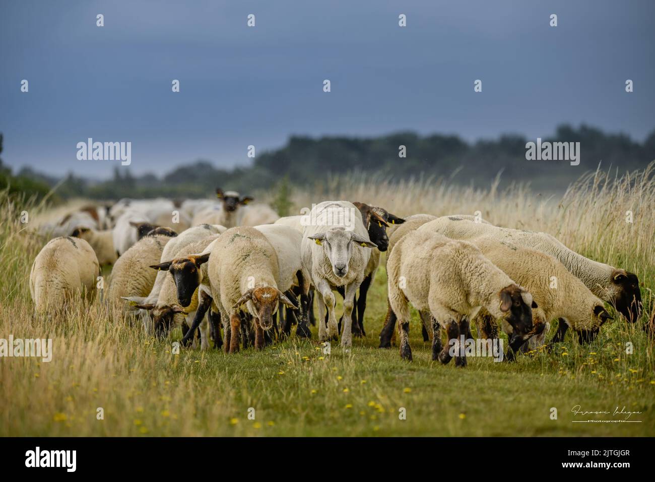 les Molières de la baie de Somme, lilas de Mer, Mooutons Stockfoto