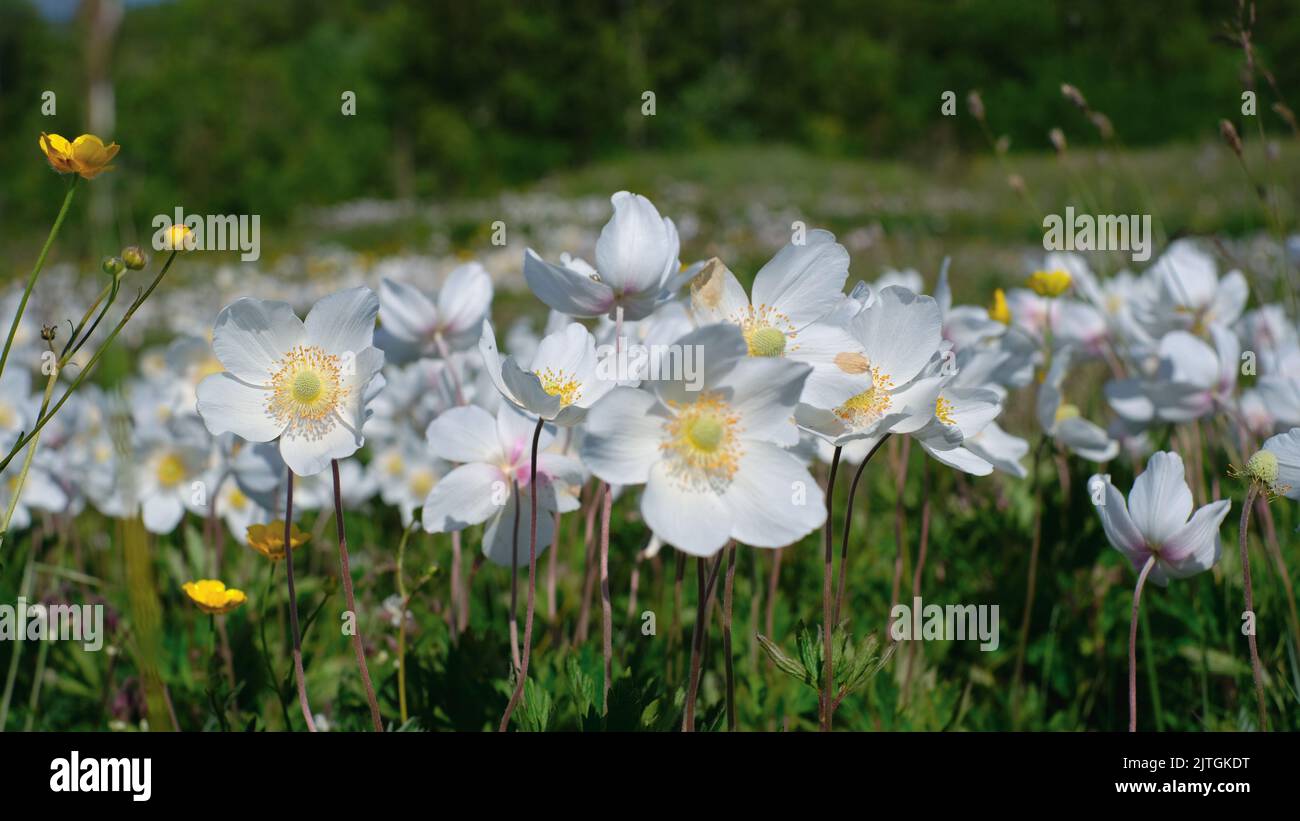 Nahaufnahme eines krautigen Anemonwaldes, der sich an einem klaren, sonnigen Sommertag im Wind bewegt Stockfoto