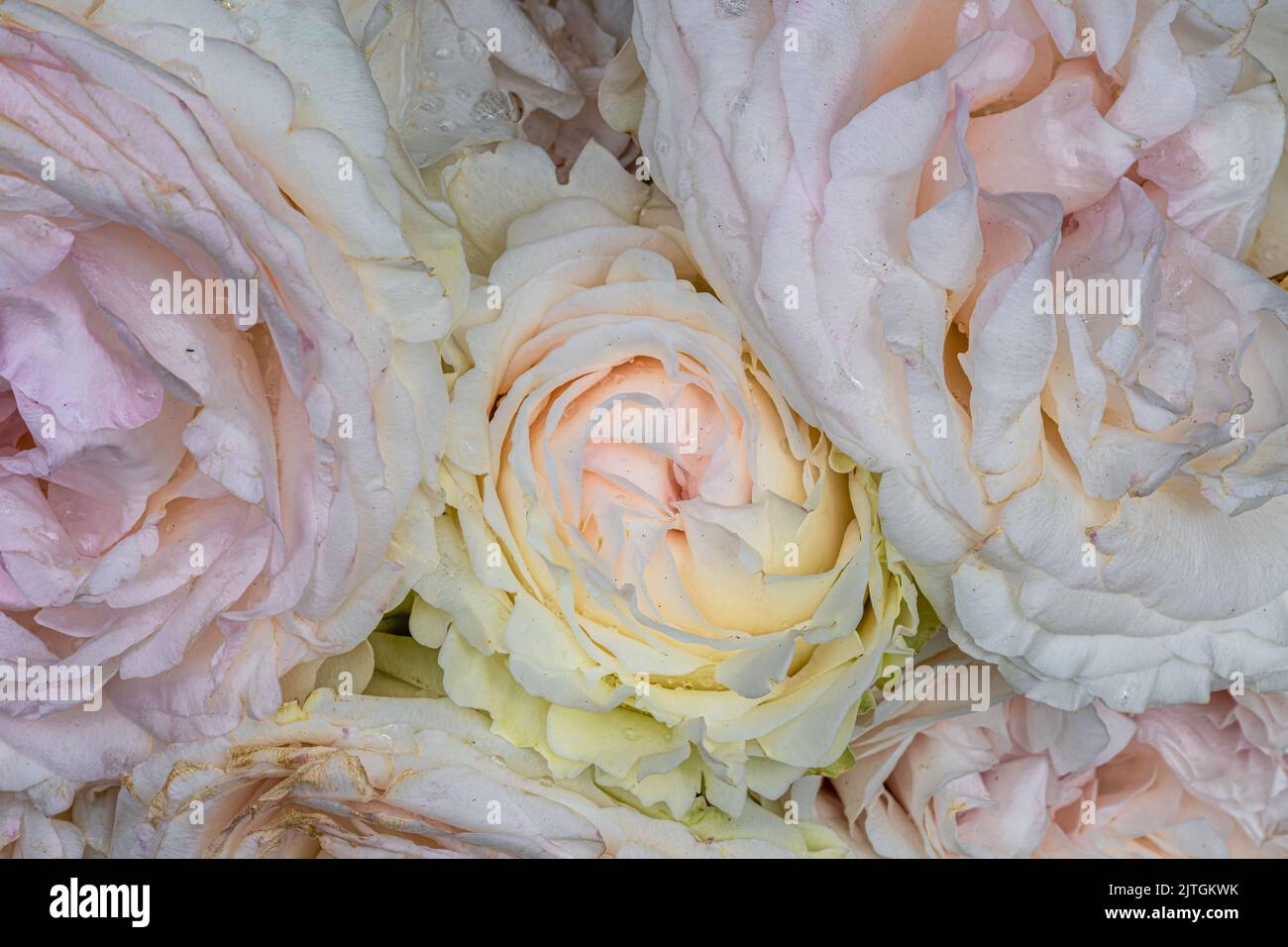 Blumen der ‘Eden’ Kletterrose Stockfoto