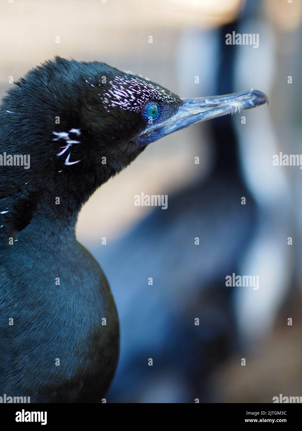 Faszinierender, faszinierender Little Black Cormorant mit leuchtend grünen Augen. Stockfoto