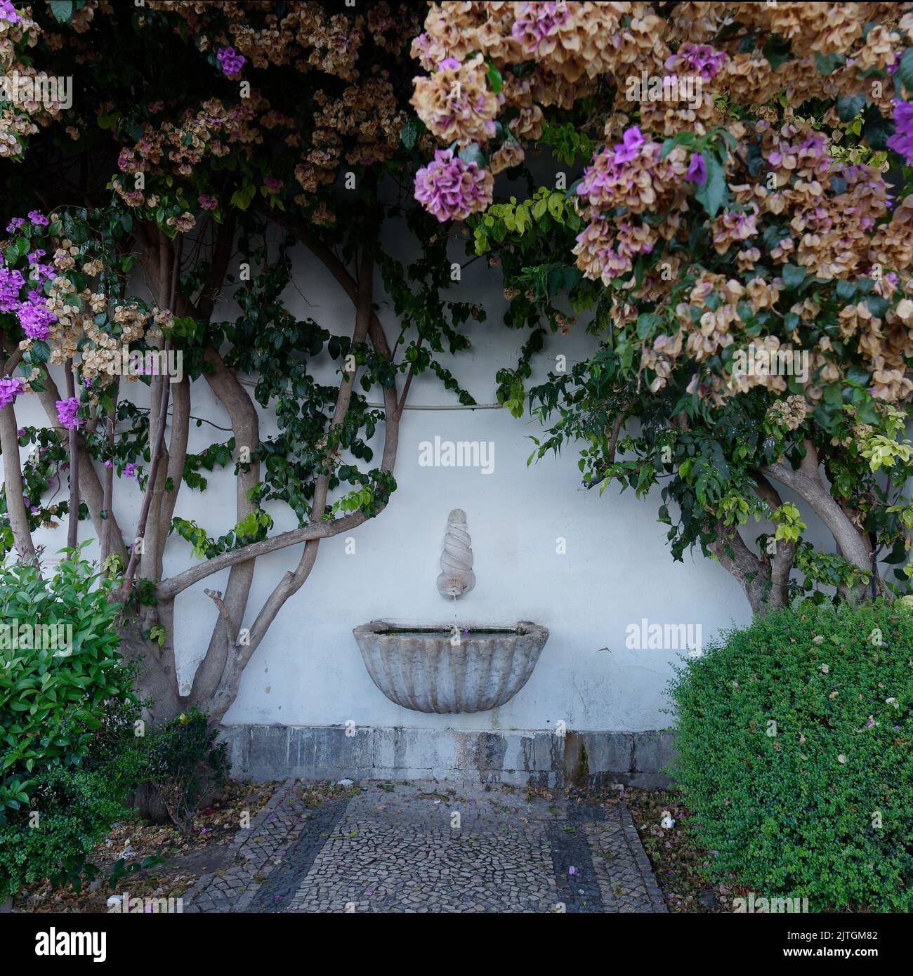 Malerischer historischer Trinkbrunnen umgeben von wunderschönen Bäumen neben Miradouro Santa Luzia in Lissabon, Portugal Stockfoto