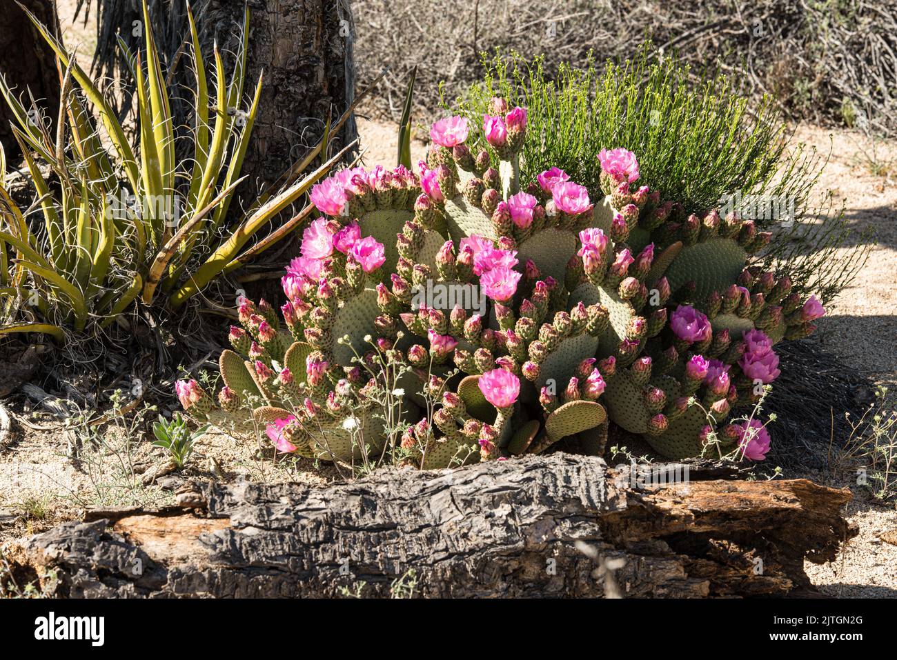 Blühende Wüstenkiesche in flammendem Pink Stockfoto