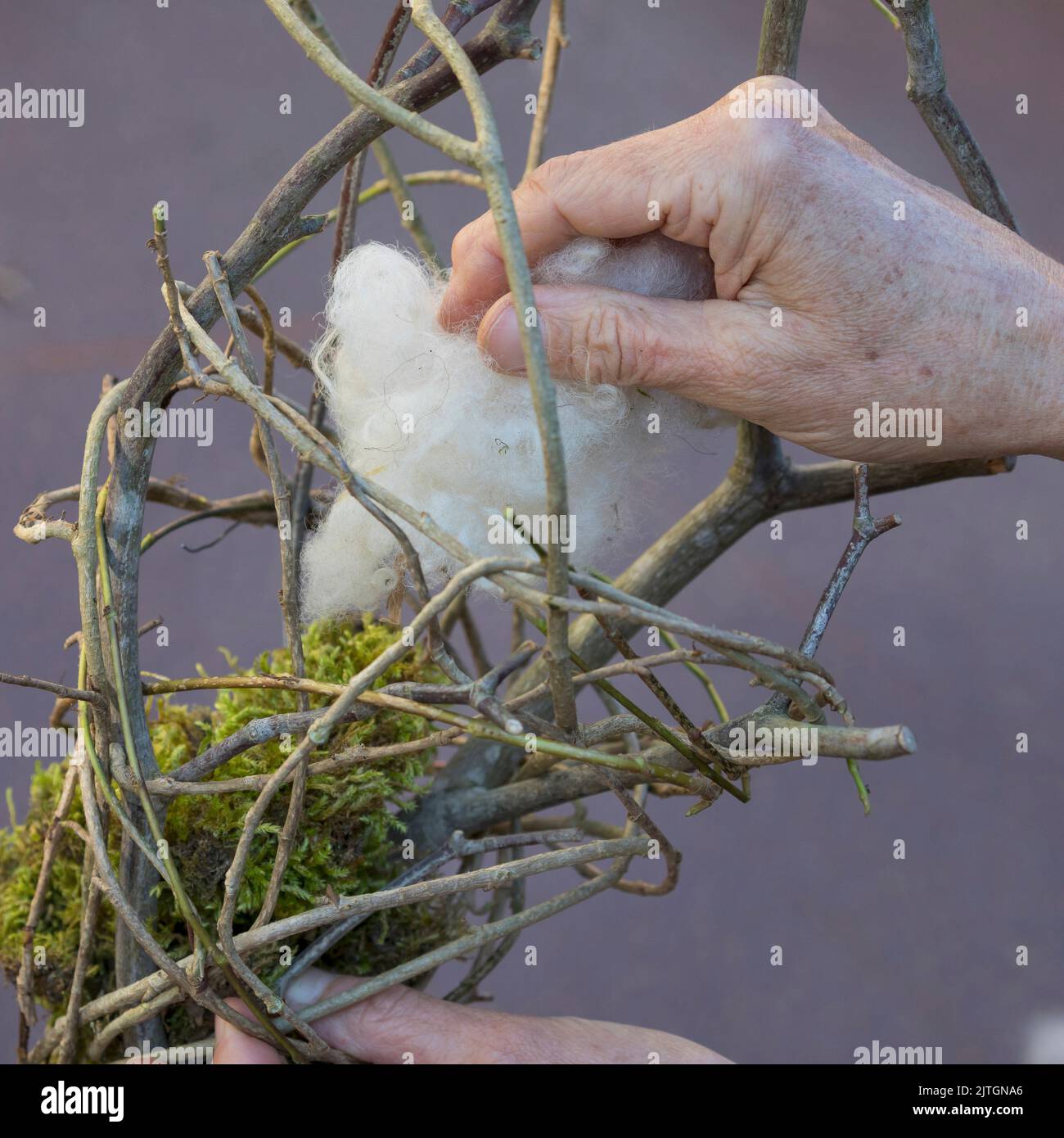 Nistmaterial für Vögel im Garten. Schritt 4/4: Jetzt können Sie Ihren Nestmaterialspender mit trockenem Moos, Schafwolle, Heu und Spinne füllen Stockfoto