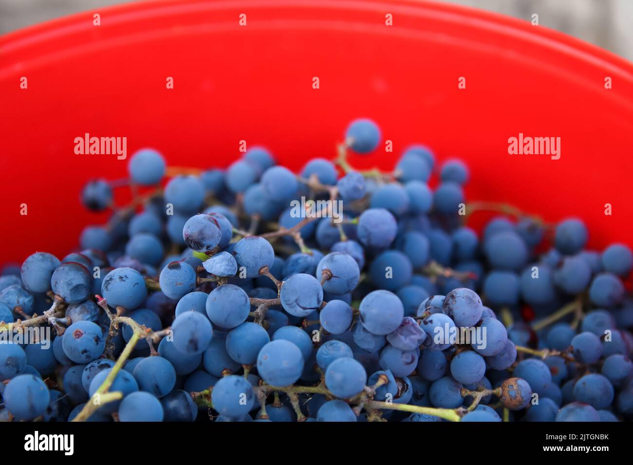 Unschärfe-Effekte für blaue Trauben auf rotem Hintergrund. Rotwein Trauben Hintergrund. Weinberg. Nicht fokussiert. Stockfoto
