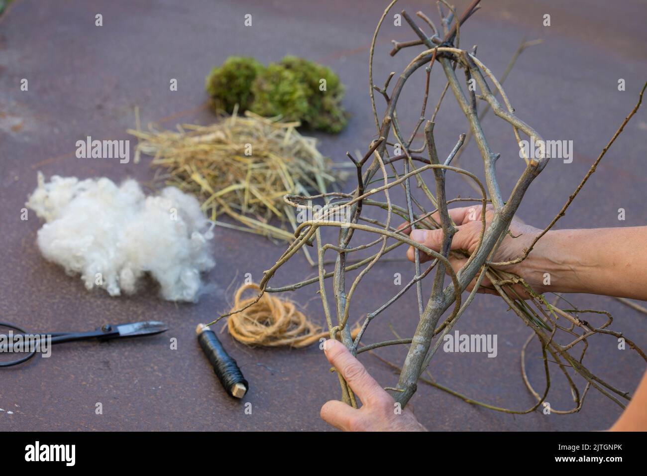 Nistmaterial für Vögel im Garten. Schritt 3/4: Mit Reben umwickeln - eine Weinrebe unten mit Blumendraht fixieren und um den Ast wickeln Stockfoto