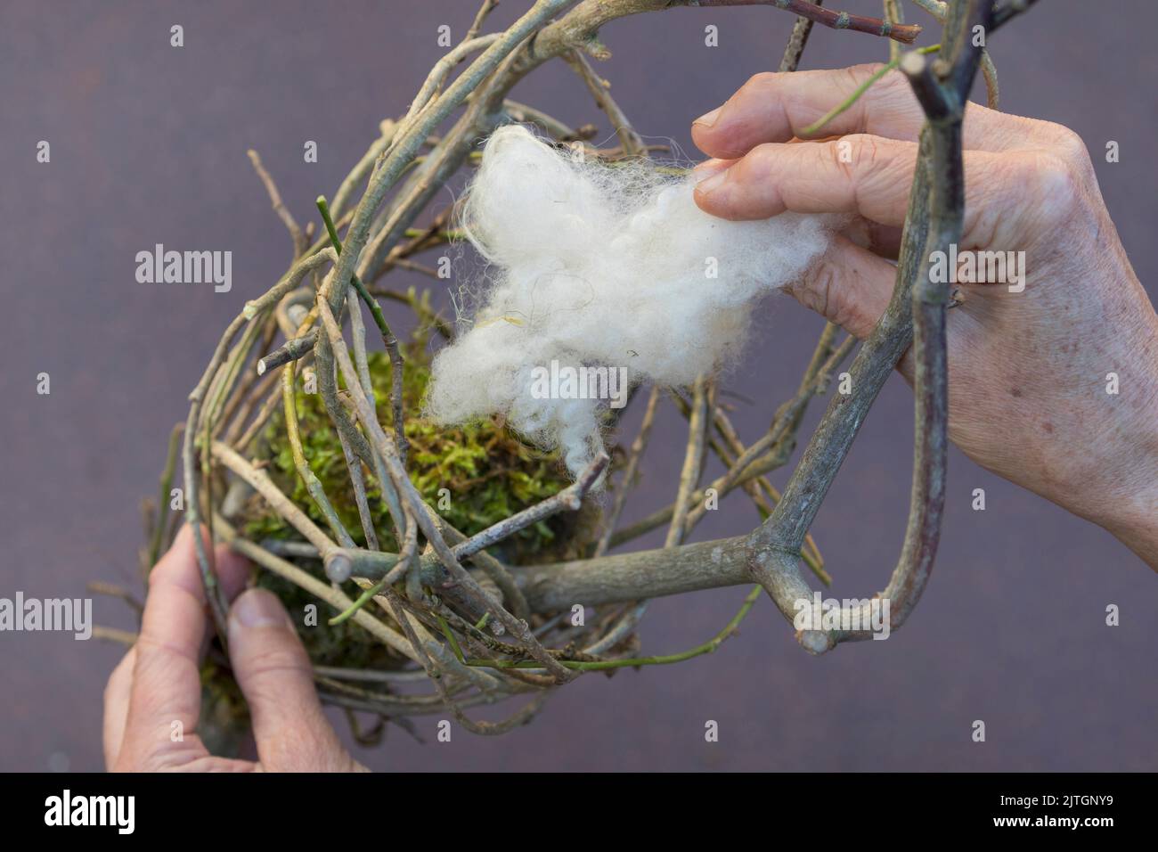 Nistmaterial für Vögel im Garten. Schritt 4/4: Jetzt können Sie Ihren Nestmaterialspender mit trockenem Moos, Schafwolle, Heu und Spinne füllen Stockfoto