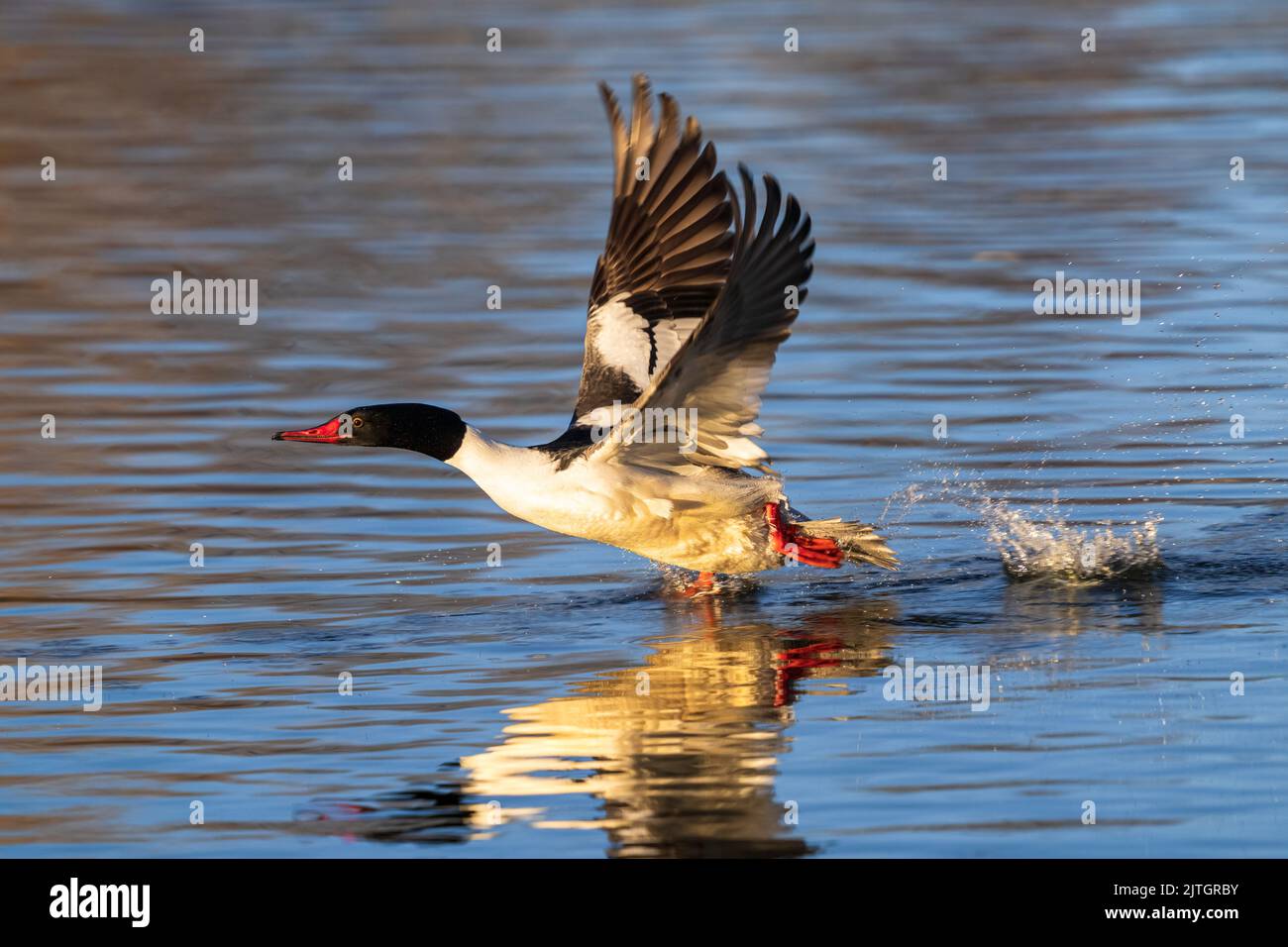 Ein gewöhnlicher Merganser-drake, der vor dem Start mit hoher Geschwindigkeit auf dem Wasser mit hochgelobten Flügeln läuft. Nahaufnahme. Stockfoto