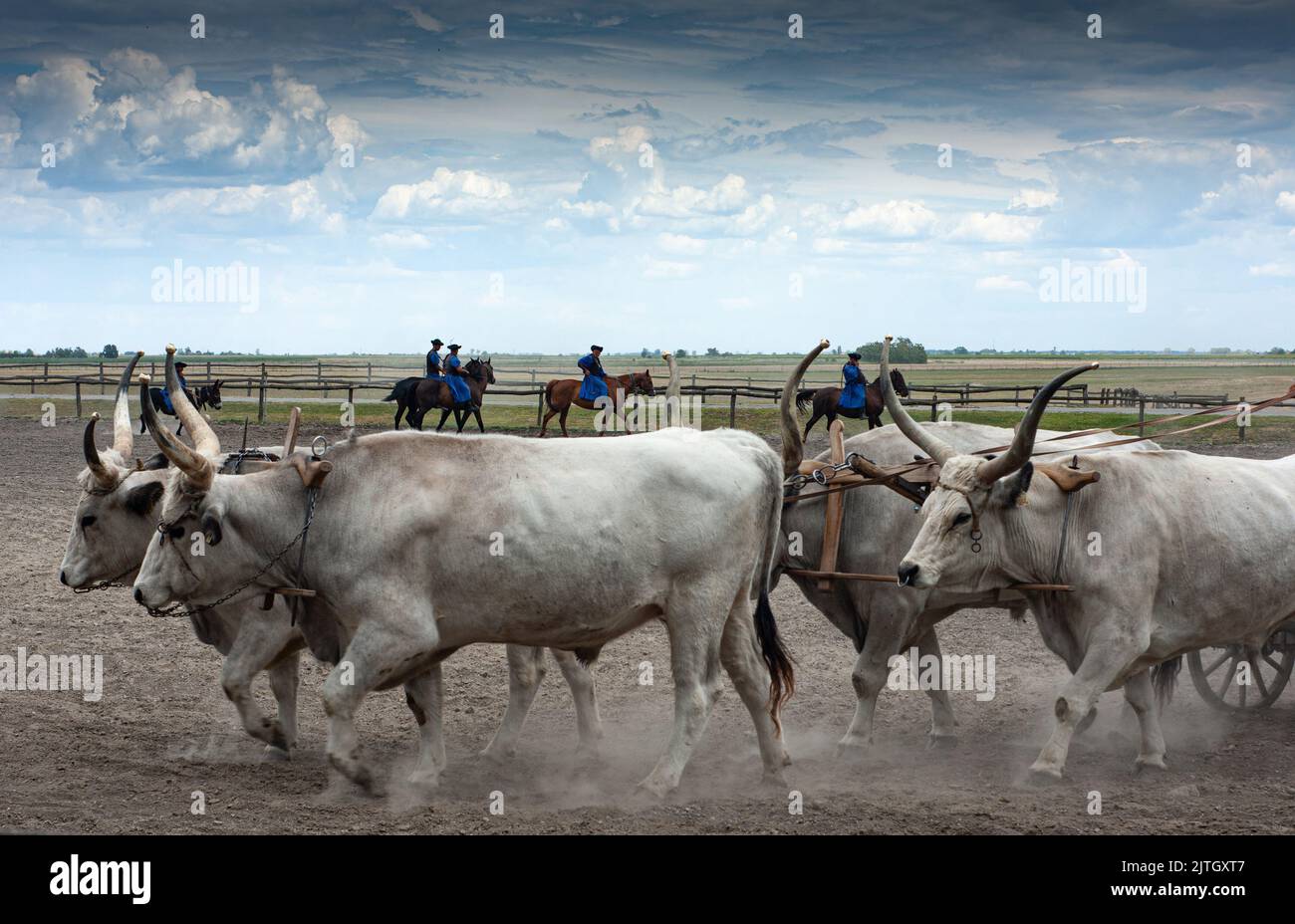 Magyar Cowboy-Auftritt auf einer Ranch in Ungarn zeigt Ochsen und Pferde gut ausgebildet, gehorsam, bis zum Peitschenhieb diszipliniert.Siehe Langhorn-Ochsen. Stockfoto