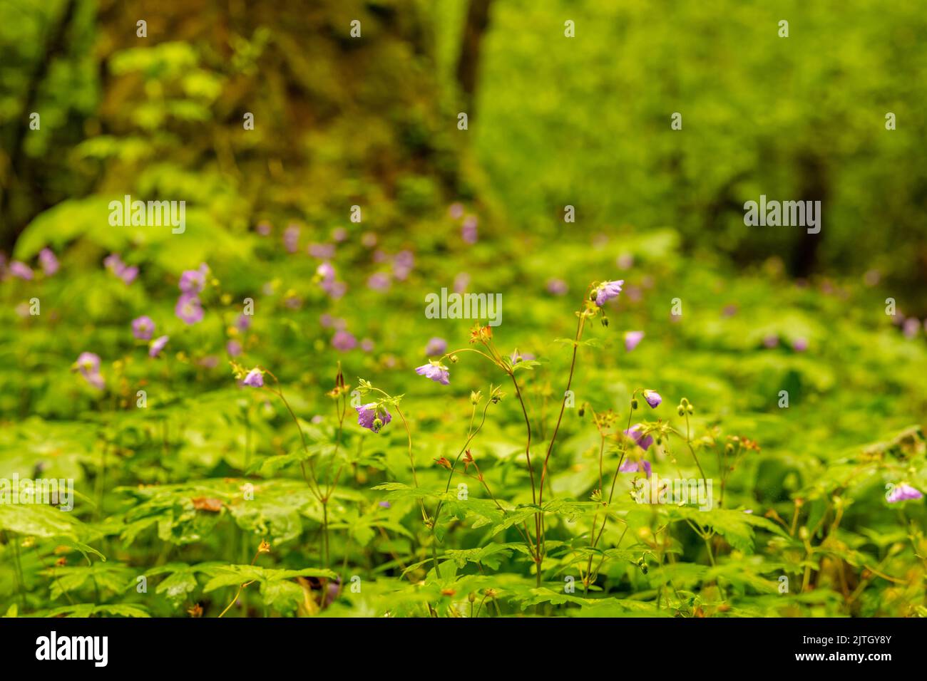 Die Blüten der wilden Geranien beugen sich nach starkem Frühlingsregen im Great Smoky Mountains National Park Stockfoto