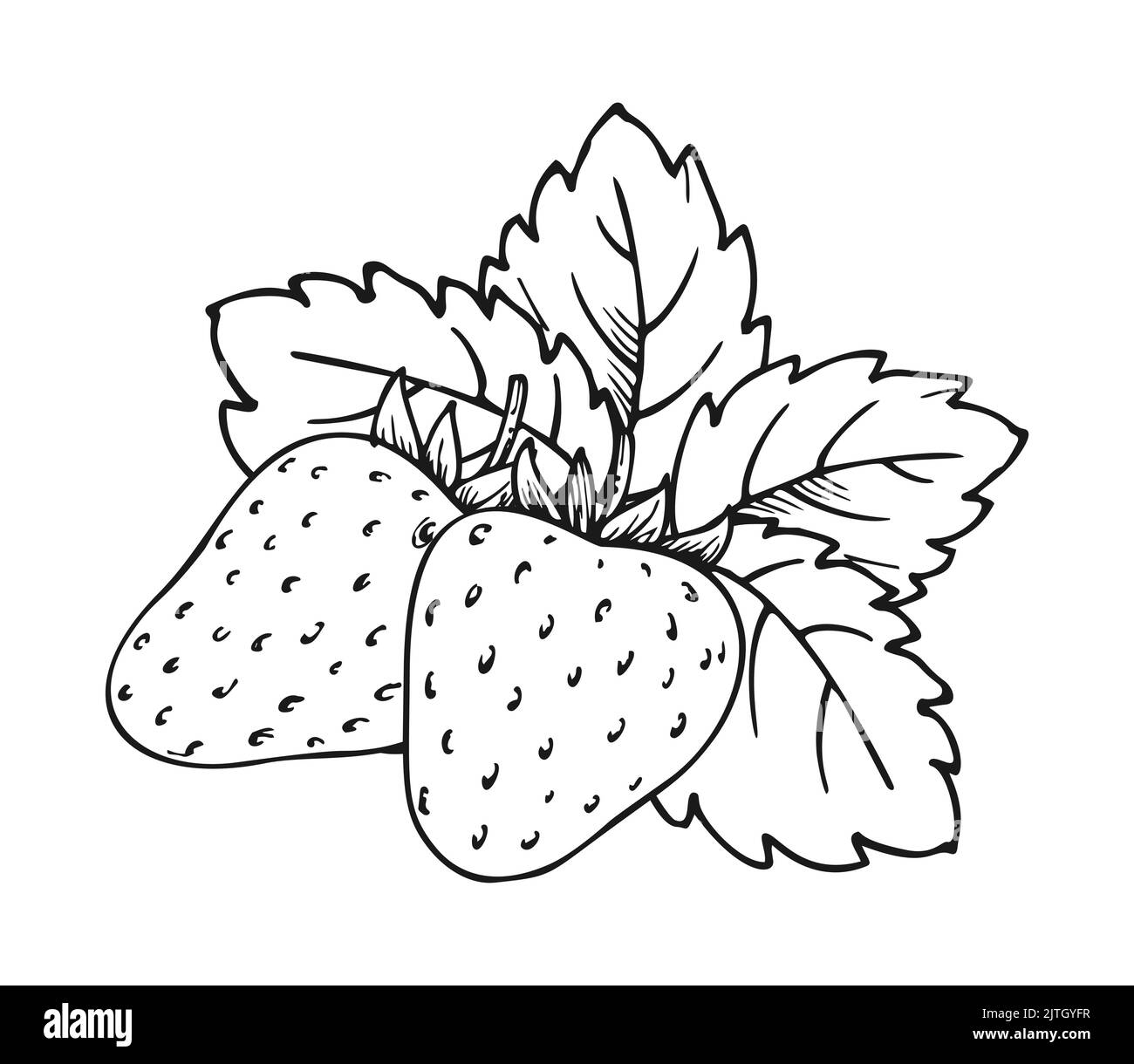 Erdbeerstrauß aus zwei Beeren. Ganze reife Waldbeere mit Blättern. Leckere süße frische Früchte. Kinder und Erwachsene zum ausmalen Buch Seite. Saftige Tra Stock Vektor