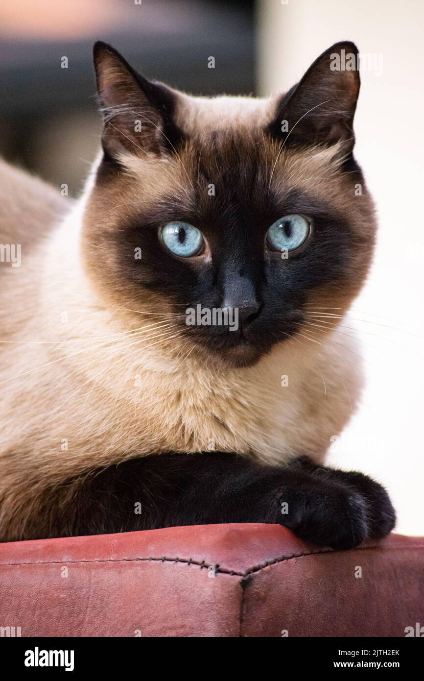 Siamkatze starrt mit einem ernsten Blick. Stockfoto