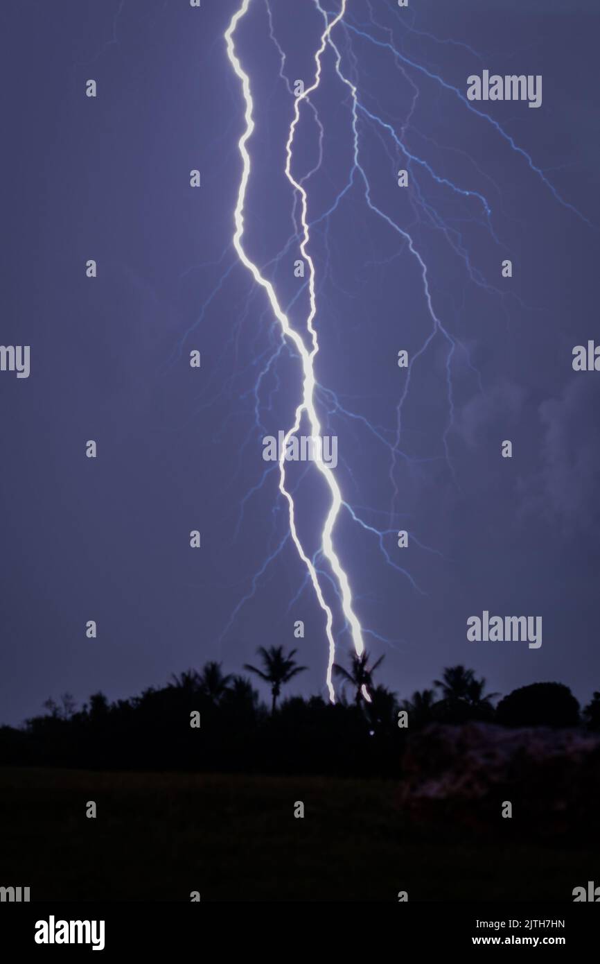 Eine Vertikale einer dunklen Silhouette von Palmen, während ein intensiver, elektrisierender Blitz den Boden trifft. Stockfoto