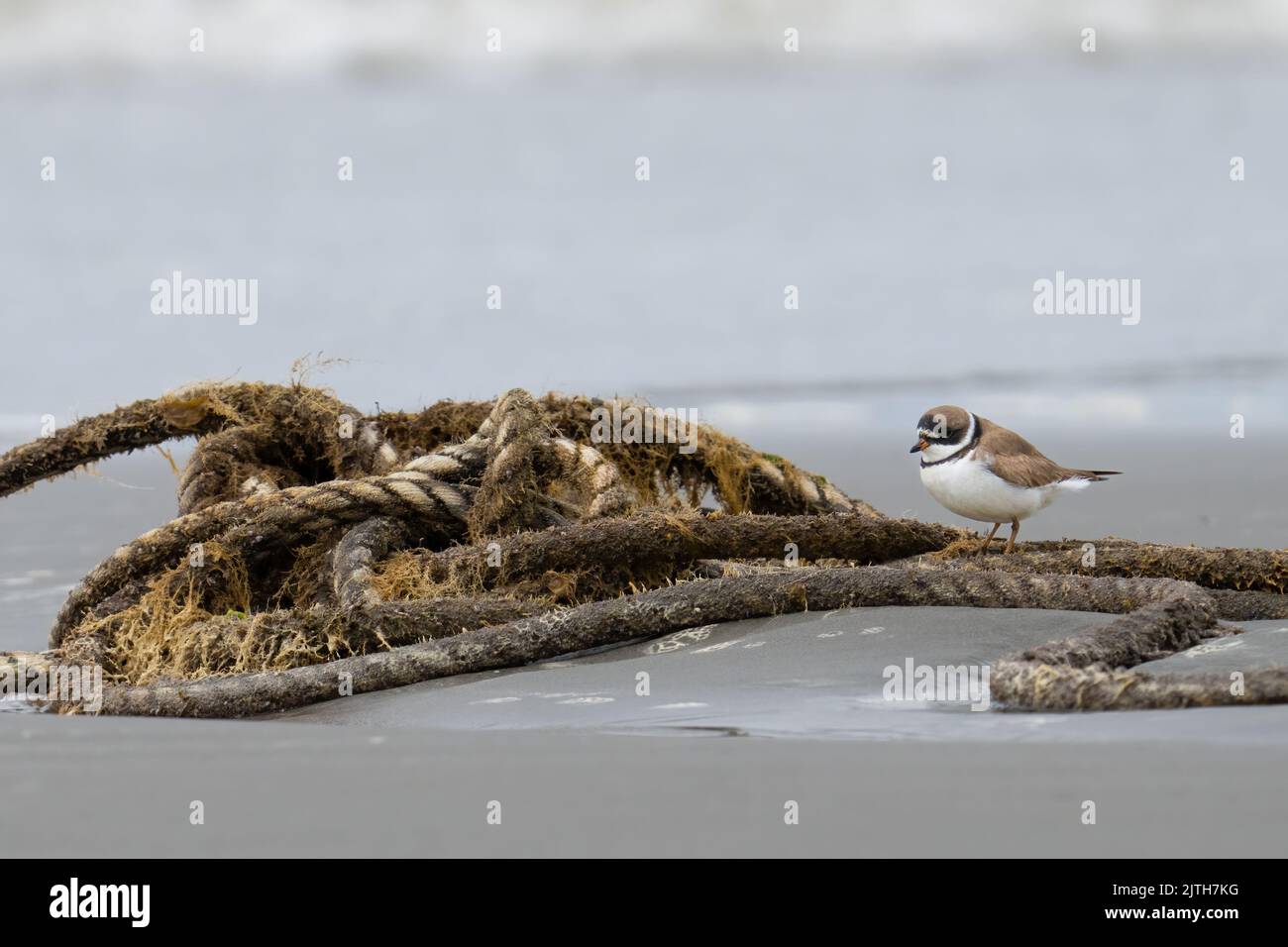 Eine halbierte Beute erscheint von einem Seil, das in Ocean Shores, Washington, an Land gespült wurde, in den Schatten gestellt. Stockfoto