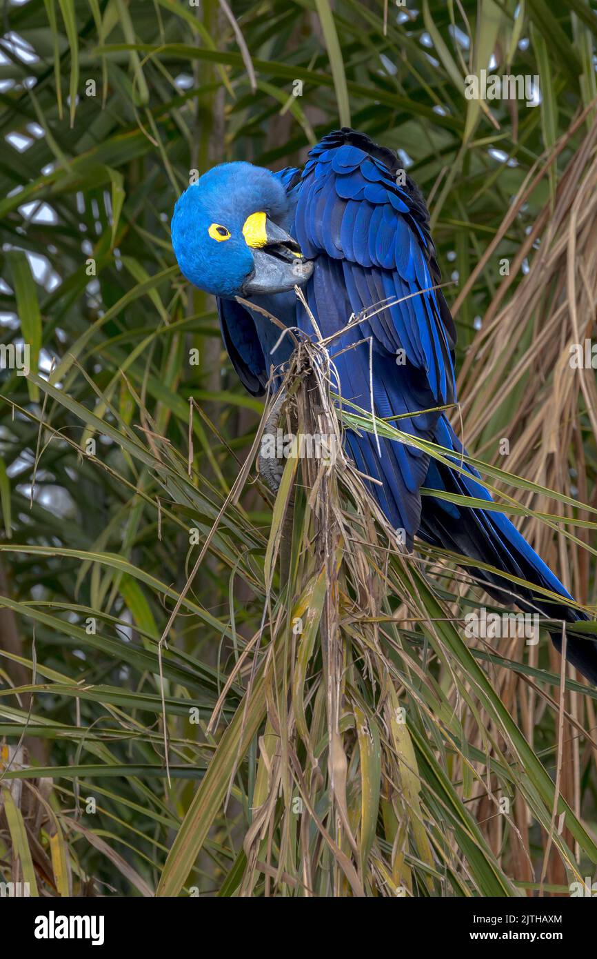 Ein leuchtend blauer Hyazinthara (Anodorhynchus hyacinthus), der seine Federn in einem Baum im Pantanal Brasiliens aufreibt. Stockfoto